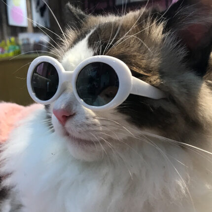 Haustier Hund Katze mehrfarbige Sonnenbrille Cooles hübsches Zubehör