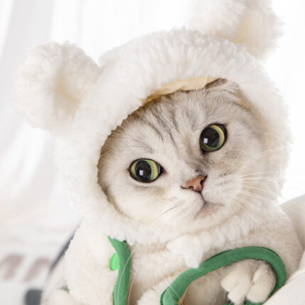 Katzen bär Mode verkleiden sich Hut