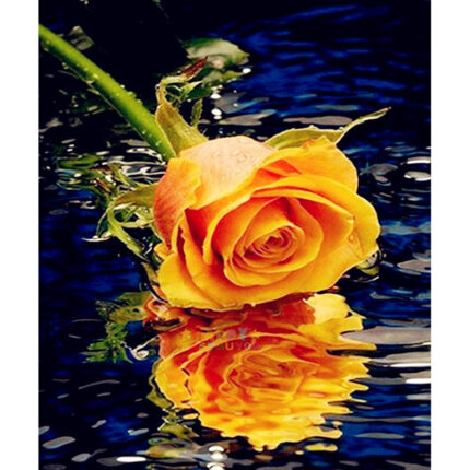 Gelb Rose Mit Reflexion In Wasser