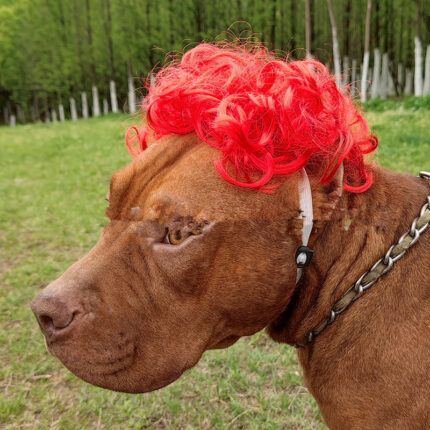 Pet Perücke Afro Kopf Pony Zopf
