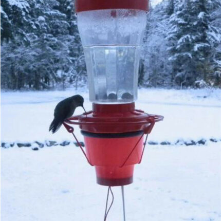 Vogel Center Hummingbird Herd Hummingbird Heizung