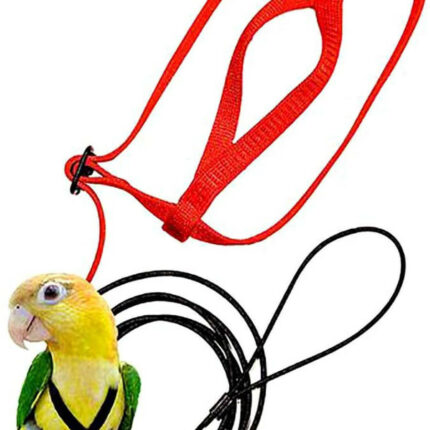 Papagei Fliegen Mit Fliegen Seil Und Vogel Harness