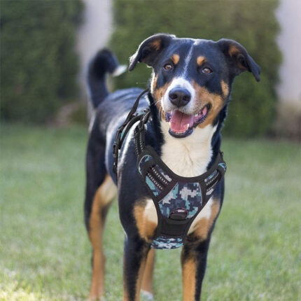 Haustier Hund Hand halten Seil Brustgurt