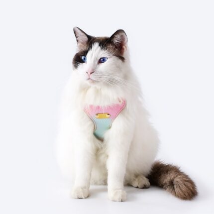 Bunte Leder Katzen gurt ziehen Seil