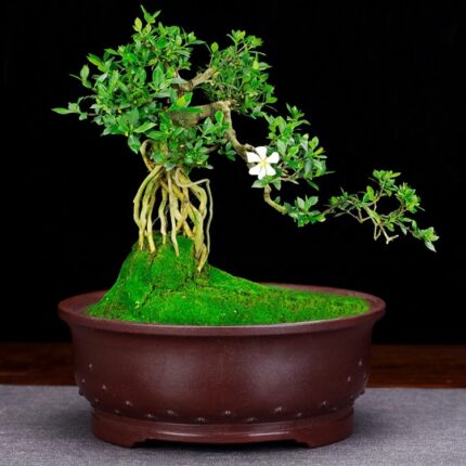 Purple Sand Flowerpot Antique Ceramics Living Room
