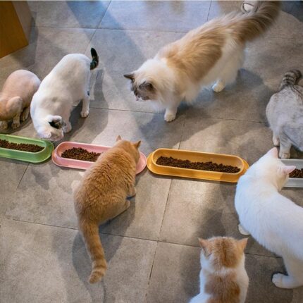 Tiersc halen Hundefutter Wasser zufuhr Auslauf dicht Katze Hundefutter Futter Haustier zubehör für mehrere Kätzchen Welpe Hot selling